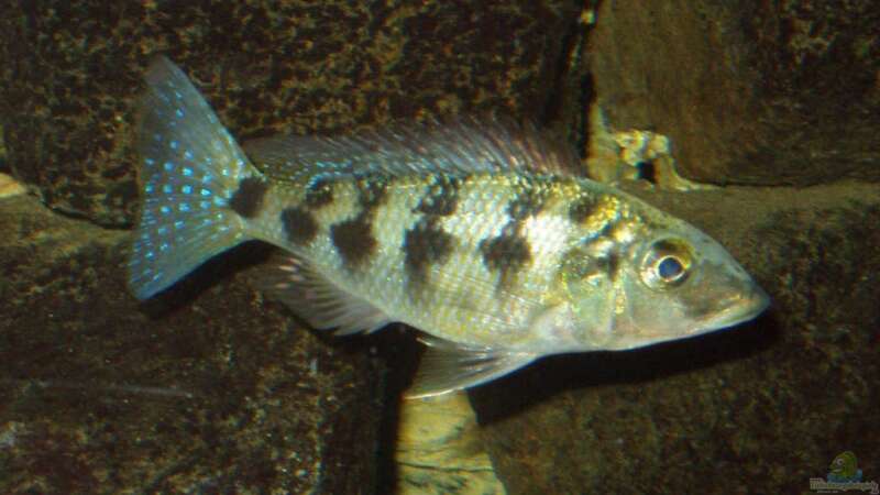 Fossorochromis rostratus von Baresi (15)