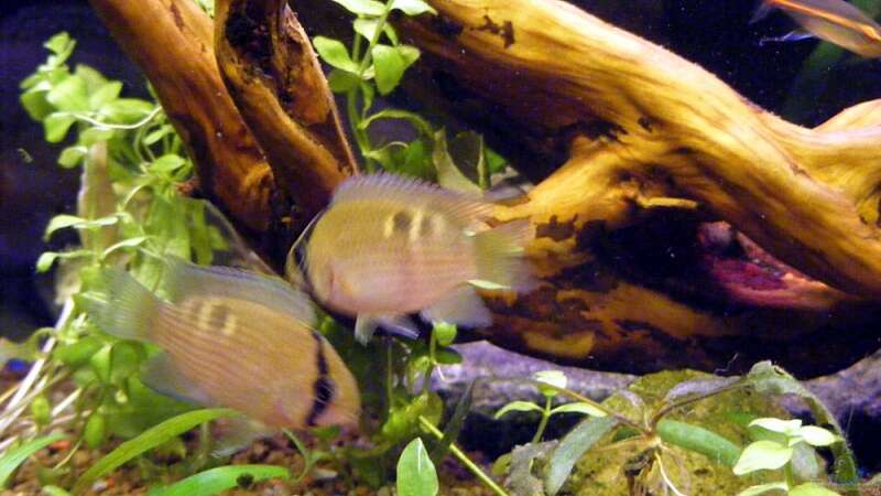 Besatz im Aquarium Wilder Fluss (aufgelöst) von Falk (23)