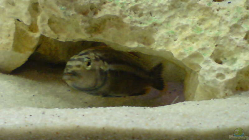 Melanochromis Auratus Bock von Hannes (10)