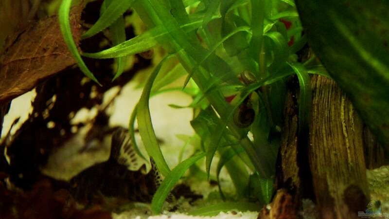 Aquarien für Corydoras paleatus (Marmorierter Panzerwels)