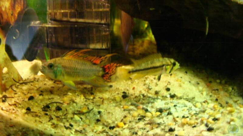 Einrichtungsbeispiele für die Haltung von Apistogramma agassizii (Agassiz-Zwergbuntbarsch) im Aquarium