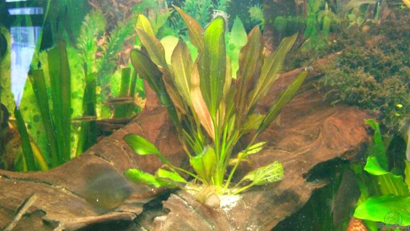Pflanzen im Aquarium Becken 7866 von Trockenschwimmer (4)