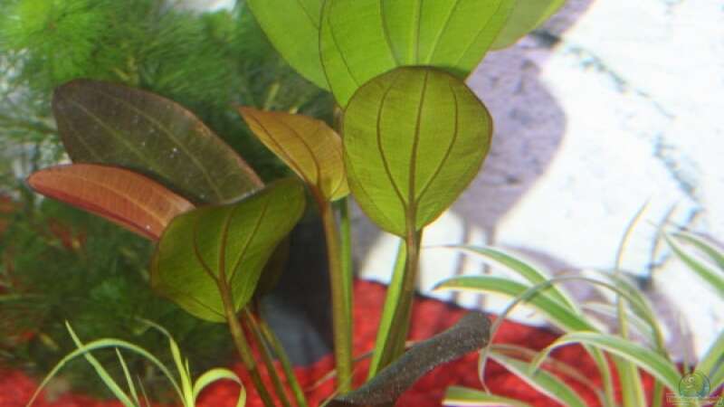 Echinodorus x barthii von Stefanie Mohr (5)