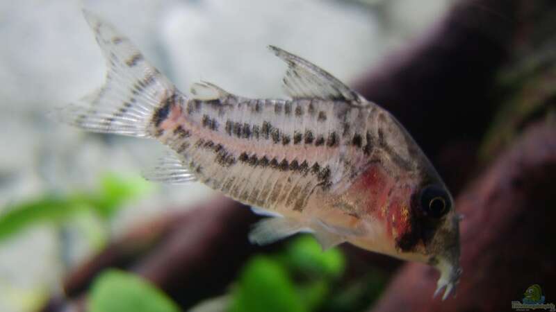 Aquarien mit Corydoras schwartzi (Schwartz´ Panzerwels)