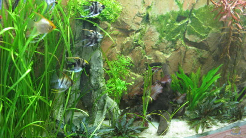 Aquarien mit Pterophyllum scalare (Skalar)