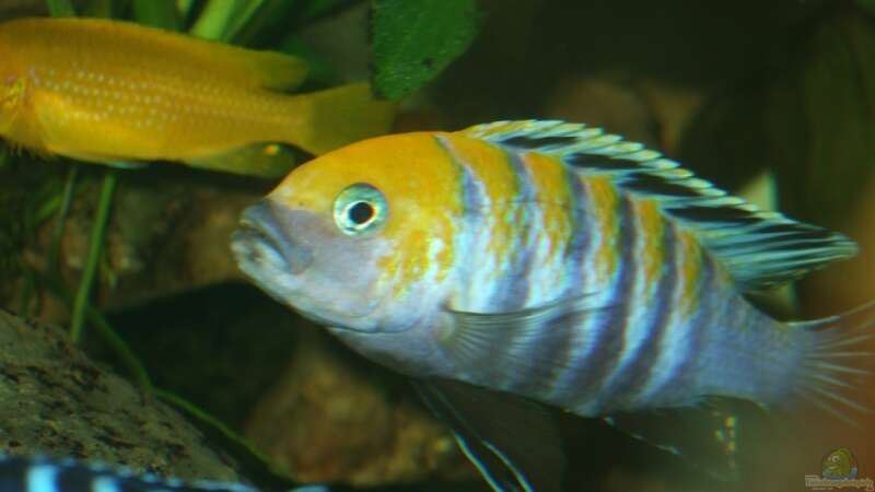 Cynotilapia afra Portrait von Frank Seifarth (16)