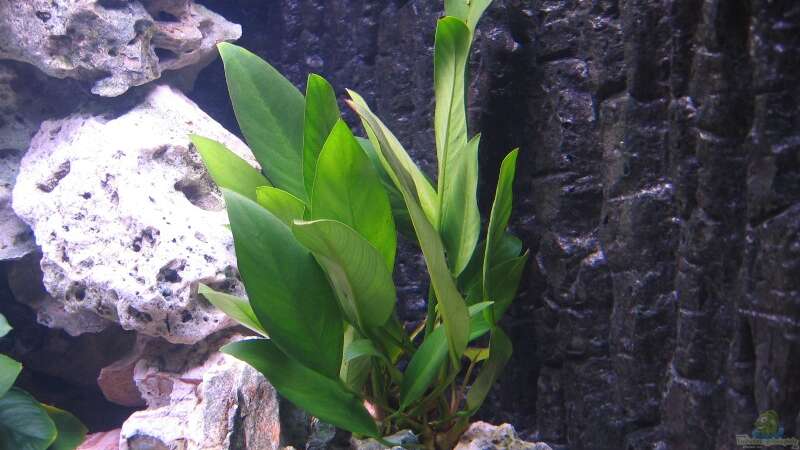 Pflanzen im Aquarium Becken 820 von Björn Klocke (4)