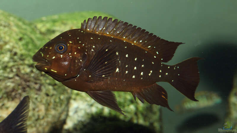 Petrochromis trewavasae im Aquarium (Einrichtungsbeispiele für Petrochromis trewavasae)