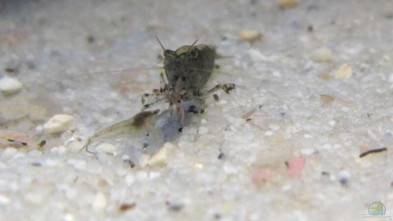 Besatz im Aquarium Becken 8261 von Daniel (8)