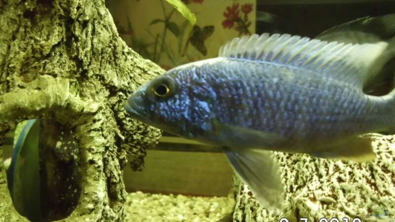 Besatz im Aquarium Becken 8302 von André Lenz (6)