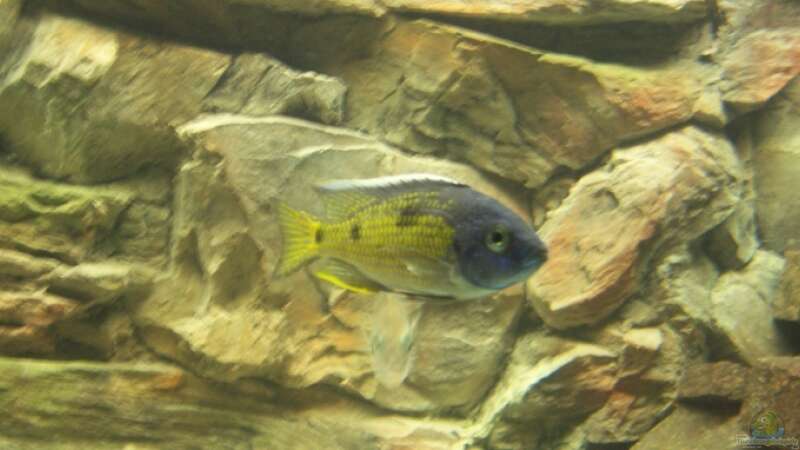 Besatz im Aquarium Becken 8330 von cichliden-aquarium.de (14)