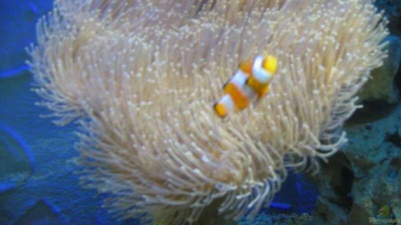 Aquarien mit Amphiprion ocellaris (Falscher Clownfisch)