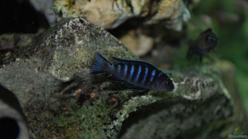 Besatz im Aquarium Becken 8562 von Leslie (20)