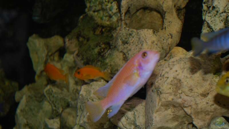 Besatz im Aquarium Becken 8608 von Dustin R. (8)