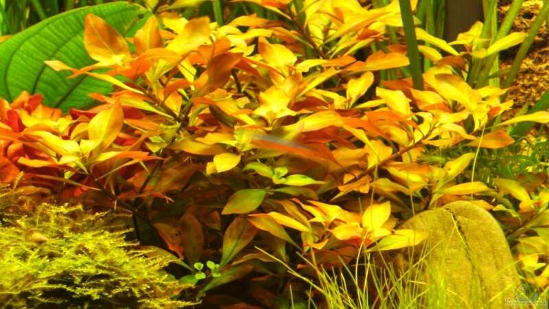 Aquarien mit Ludwigia palustris (Goldbraune Ludwigie)