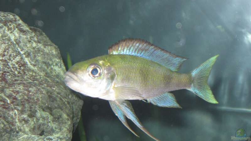 Besatz im Aquarium Fadenmaulbrüter-Tank von Andi*Sehlde (57)