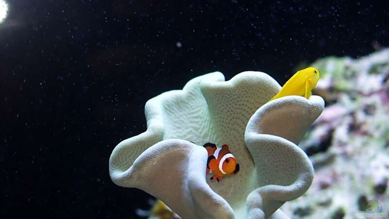 Gobiodon okinawae im Aquarium halten (Einrichtungsbeispiele für Gelbe Korallengrundel)