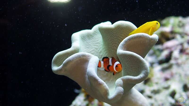 Sarcophyton glaucum mit Gobiodon okinawae und Amphiprion Ocellaris von Uwe Zawadski (18)