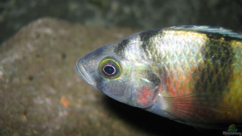 Astatotilapia latifasciata im Aquarium (Einrichtungsbeispiele für Astatotilapia latifasciata)