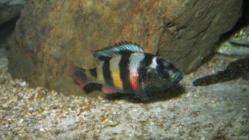 Astatotilapia latifasciata im Aquarium (Einrichtungsbeispiele für Astatotilapia latifasciata)