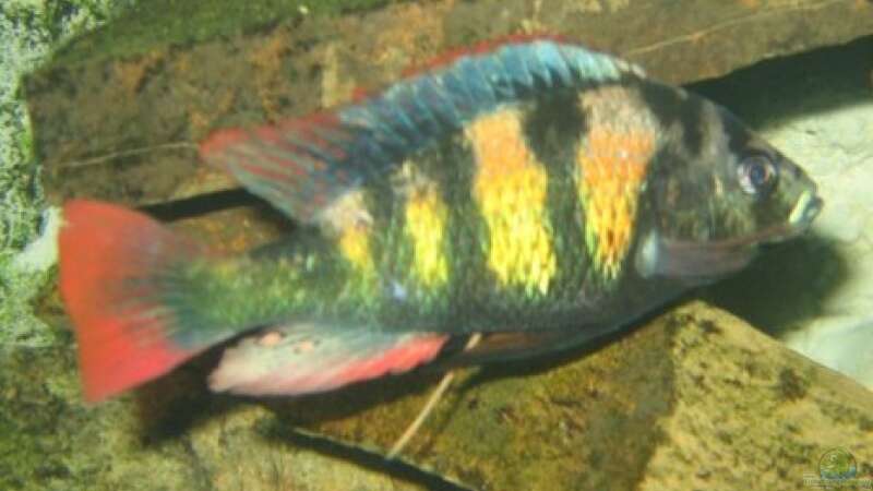 Aquarien mit Haplochromis sp. thick skin (CH44)