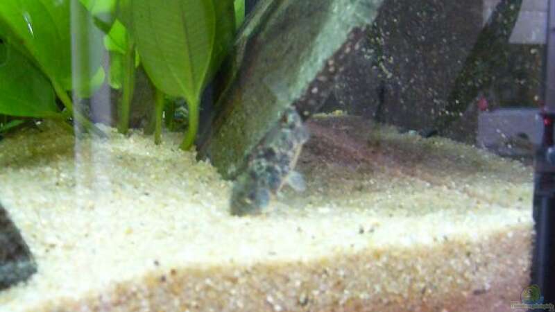 Sand als Boden im Aquarium (Aquarien mit Sand als Bodengrund)