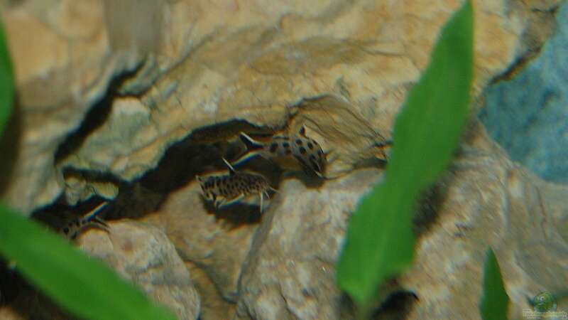 Synodontis Petricola von Rainer Hoffmann (9)