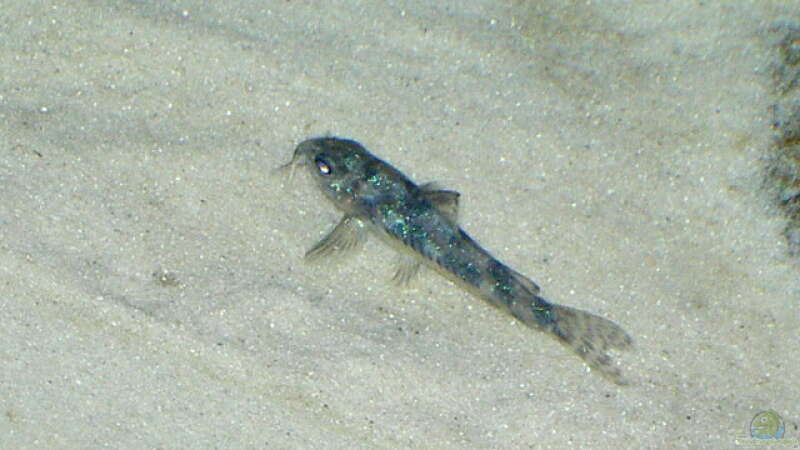 Besatz im Aquarium Becken 895 von Michael Eberhardt (15)