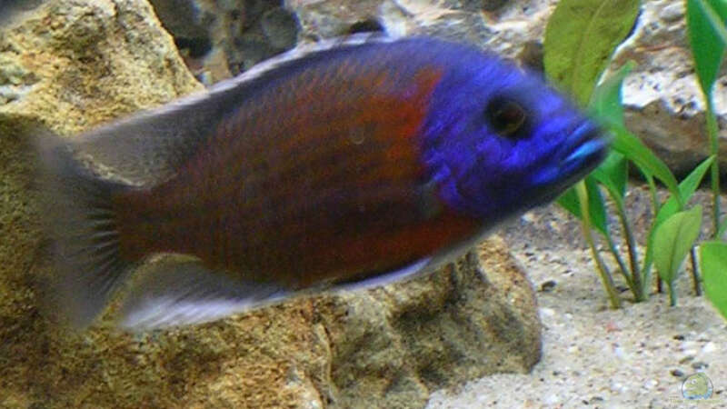 Copadicromis borleyi  von Theodor Schmidt (14)