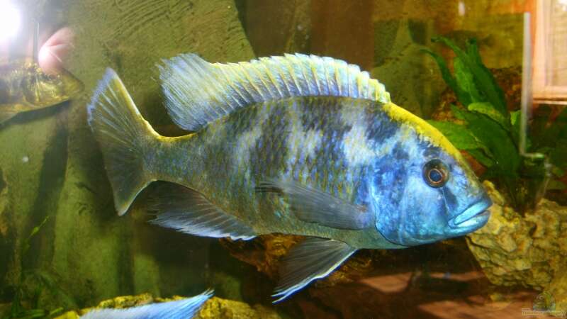 Nimbochromis venustus im Aquarium (Einrichtungsbeispiele mit Pfauenmaulbrüter)