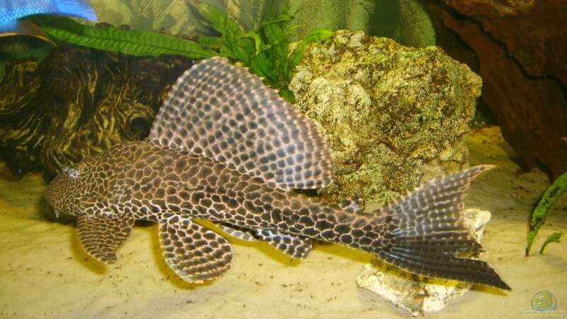 Wabenschilderwelse im Aquarium (Einrichtungsbeispiele für Glyptoperichthys gibbiceps)