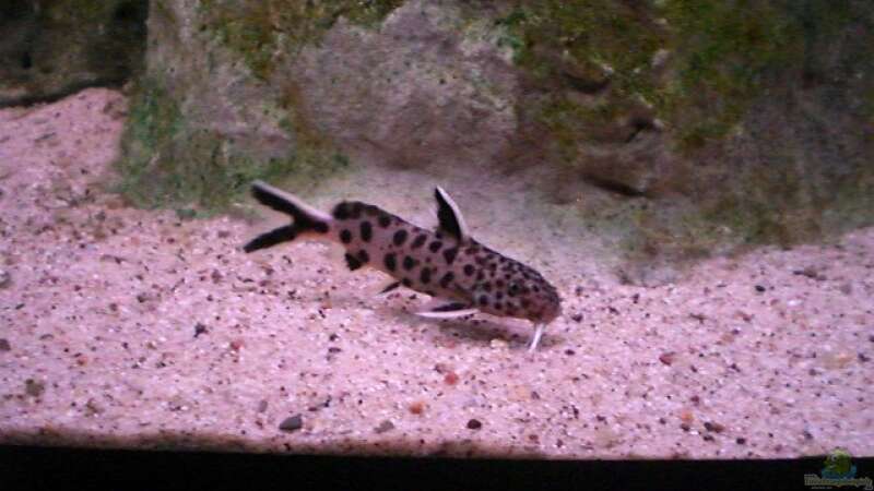 Aquarien mit Synodontis-Arten (Fiederbartwelse)