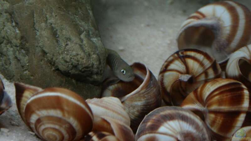 Besatz im Aquarium Becken 9390 von Marco Vasev (19)