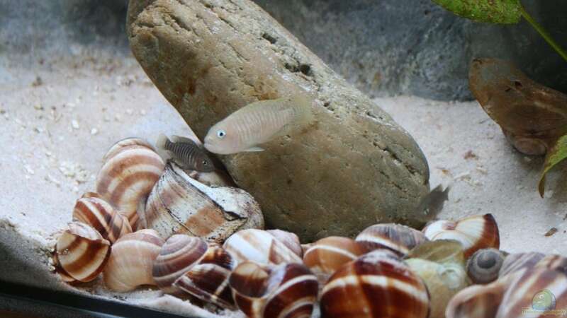 Besatz im Aquarium Becken 9390 von Marco Vasev (20)