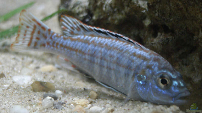 Labidochromis joanjohnsonae im Aquarium halten (Einrichtungsbeispiele für "Perle von Likoma")