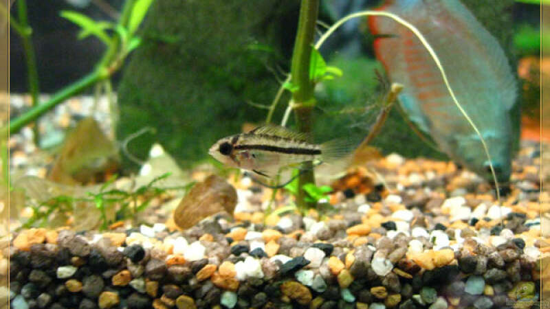 Aquarien mit Apistogramma cacatuoides (Kakadu Zwergbuntbarsch)