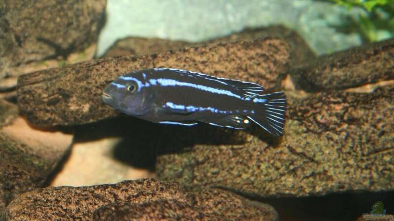 Melanochromis cyaneorrhabdos M von babs79 (4)