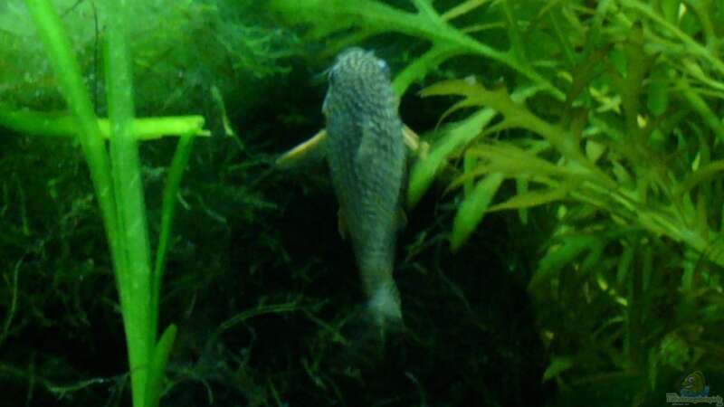 Corydoras Sterbai Weibchen beim putzen von Nico (55)