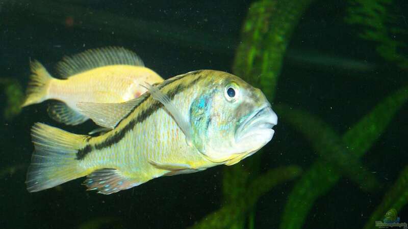 Aristochromis christyi (neu) von Klabuster (37)