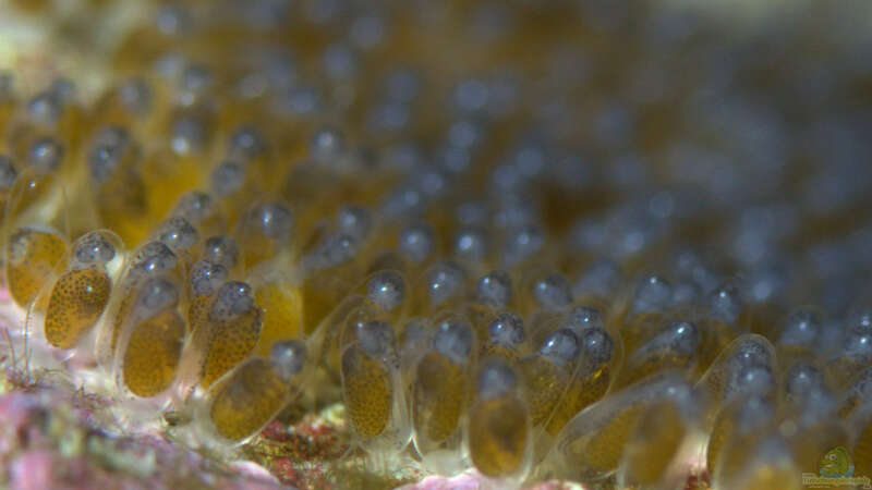 Amphiprion ocellaris - Laich von Holger Höhn (8)