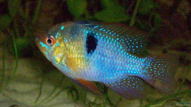 Mikrogeophagus ramirezi im Aquarium halten (Einrichtungsbeispiele für Südamerikanische Schmetterlingsbuntbarsche)