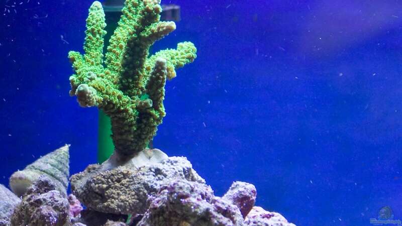 Acropora (Enzmann) von Azalee (7)