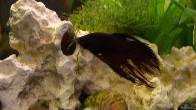 Betta S. von der_nevs (9)