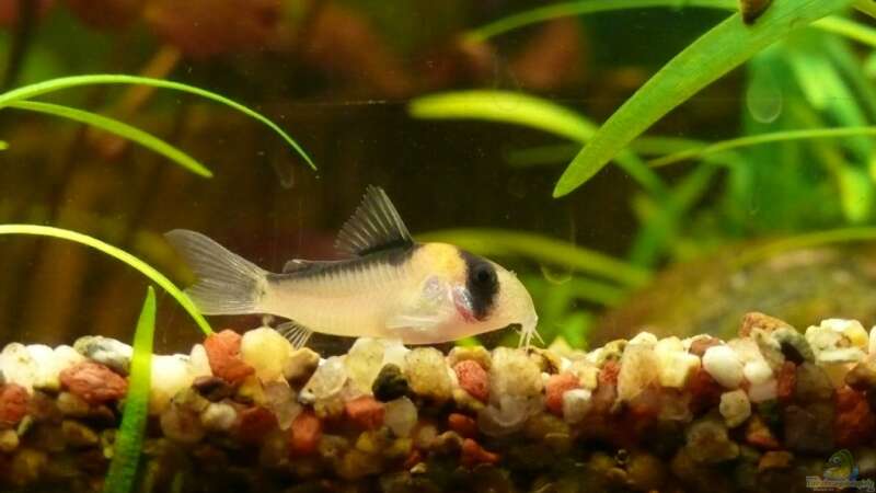 Aquarien mit Corydoras adolfoi (Adolfos Panzerwels)