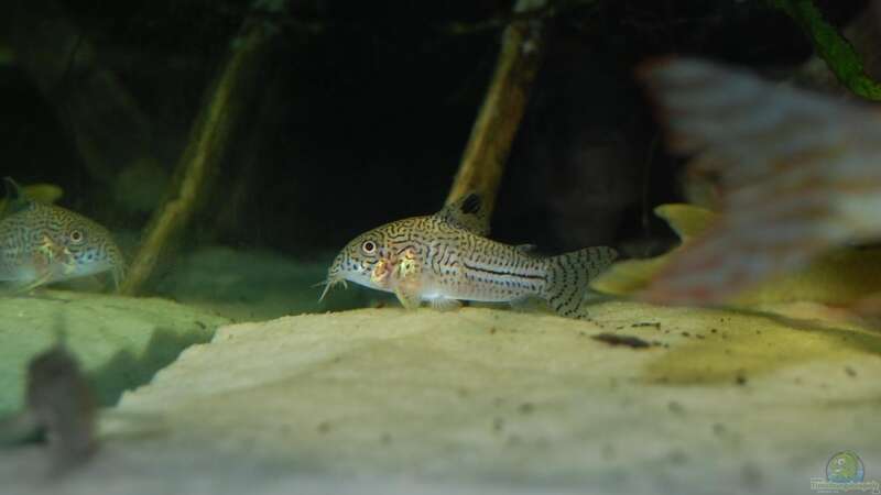 Besatz im Aquarium Becken 9948 von Peter Osebold (6)