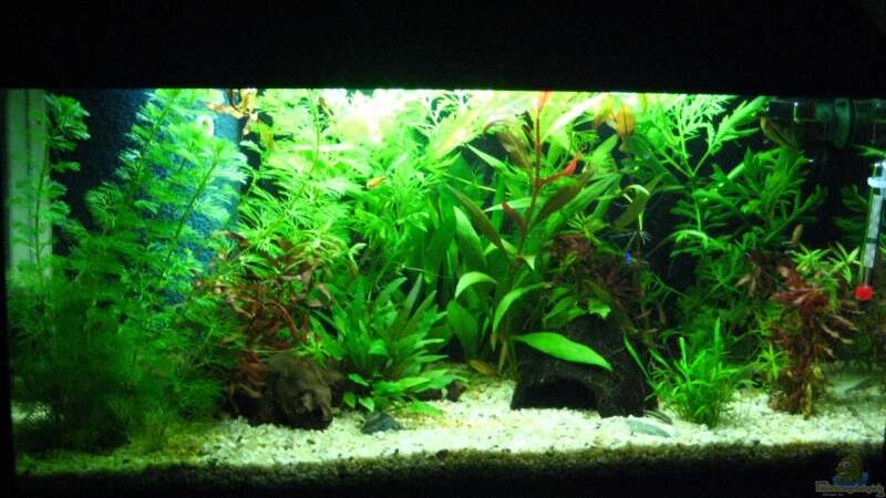 Mein Aquarium von Robert Hajok (1)