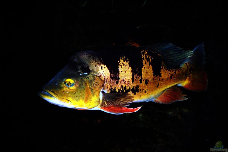 Cichla im Aquarium halten (Einrichtungsbeispiele mit Kammbuntbarschen)