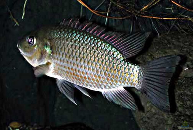 Tilapia im Aquarium halten (Einrichtungsbeispiele für Tilapia-Arten)