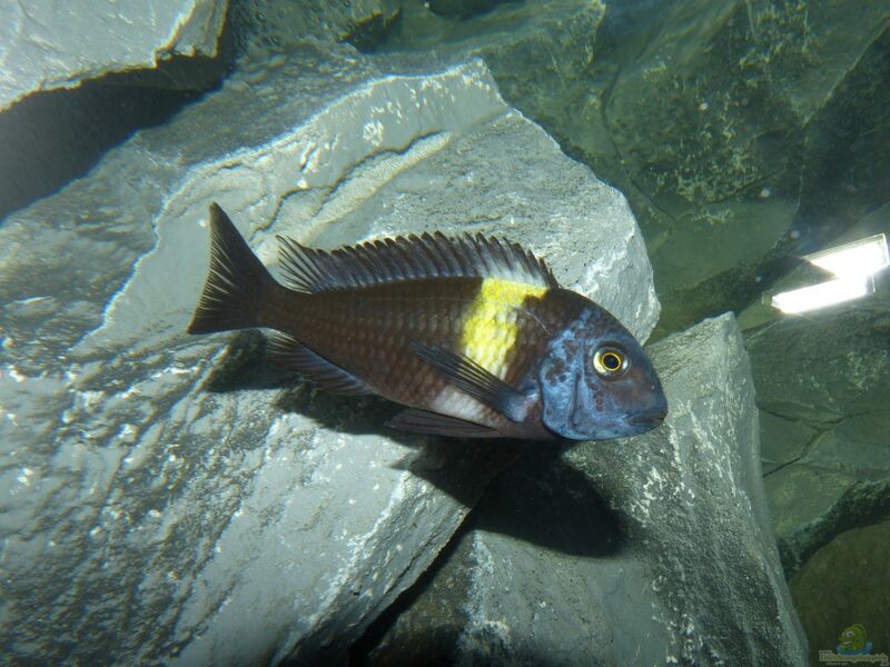 Tropheus im Aquarium halten (Einrichtungsbeispiele für Brabantbuntbarsche)