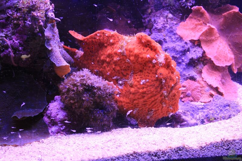 Abantennarius coccineus im Aquarium halten (Sommersprossen-Anglerfisch)